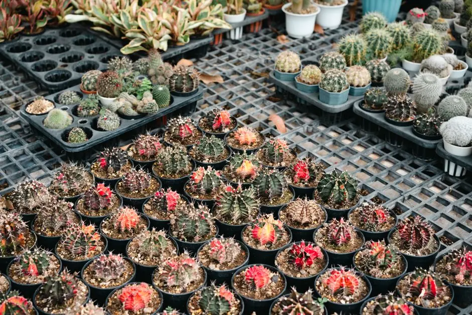 Cara Merawat Tanaman Hias di Dalam Ruangan Agar Tidak Cepat Layu